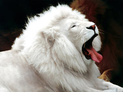 White Lion <br> scaring